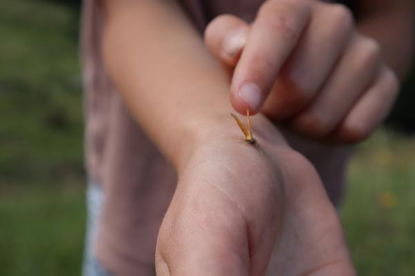A close-up shot captures a person's hand gently touching a small, dry plant seed or burr resting on their wrist
